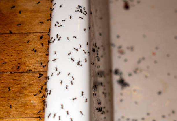 Reliable Melville, RI Pest Control Solutions